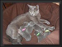 42 - Russisch Blauw Kittens Nicolaya's Cattery 20111021.JPG