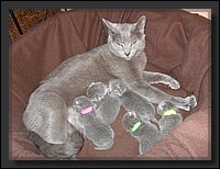 43 - Russisch Blauw Kittens Nicolaya's Cattery 20111021.JPG