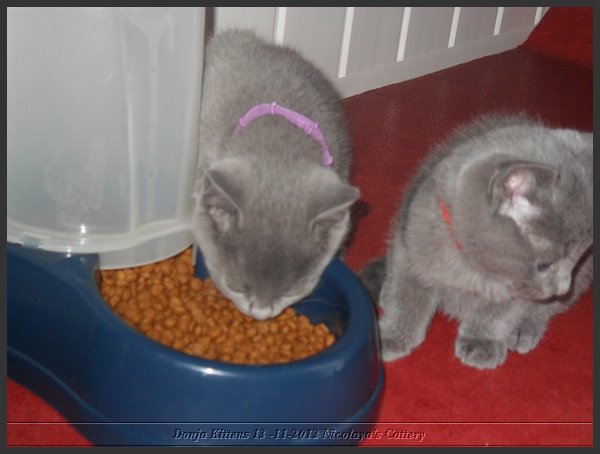 01 - Russisch Blauw Kittens Nicolaya's Cattery.JPG