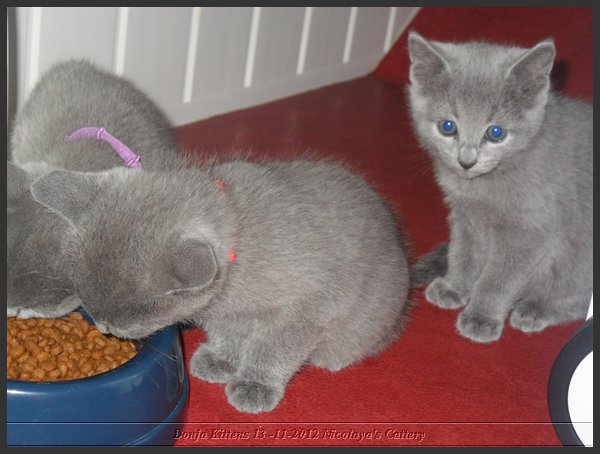 02 - Russisch Blauw Kittens Nicolaya's Cattery.JPG