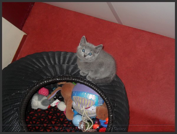 03 - Russisch Blauw Kittens Nicolaya's Cattery.JPG