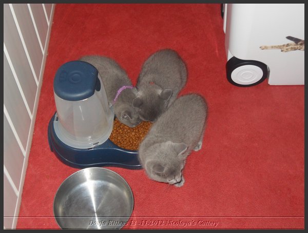 04 - Russisch Blauw Kittens Nicolaya's Cattery.JPG