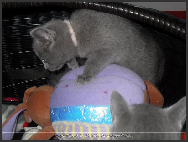 10 - Russisch Blauw Kittens Nicolaya's Cattery.JPG