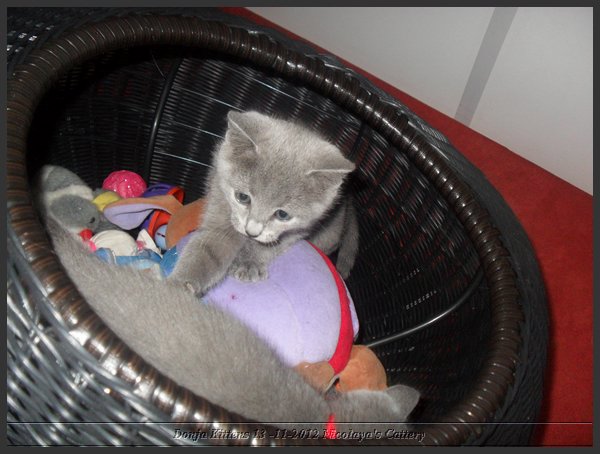 18 - Russisch Blauw Kittens Nicolaya's Cattery.JPG