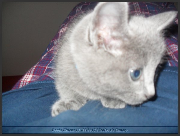 22 - Russisch Blauw Kittens Nicolaya's Cattery.JPG