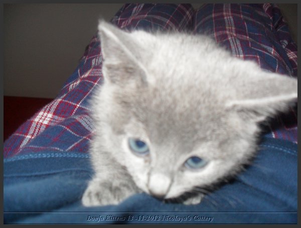 23 - Russisch Blauw Kittens Nicolaya's Cattery.JPG