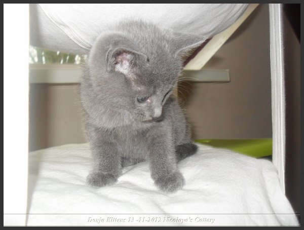 32 - Russisch Blauw Kittens Nicolaya's Cattery.JPG