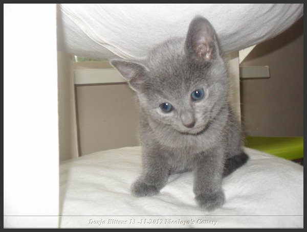 33 - Russisch Blauw Kittens Nicolaya's Cattery.JPG