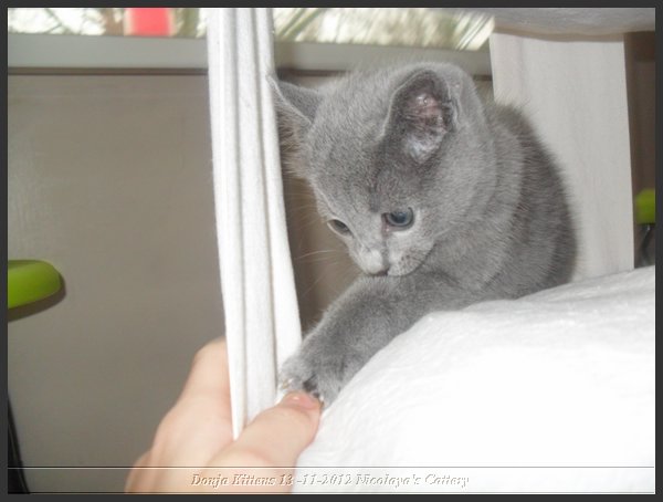 36 - Russisch Blauw Kittens Nicolaya's Cattery.JPG