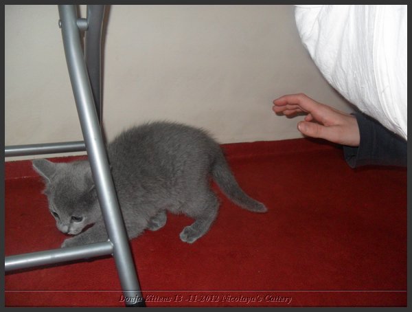 37 - Russisch Blauw Kittens Nicolaya's Cattery.JPG