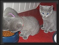 02 - Russisch Blauw Kittens Nicolaya's Cattery.JPG