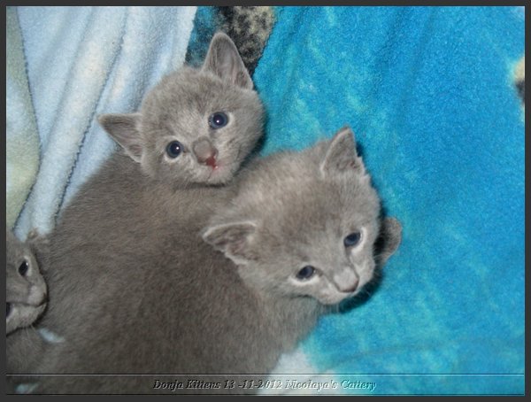 01 - Russisch Blauw Kittens Nicolaya's Cattery.JPG