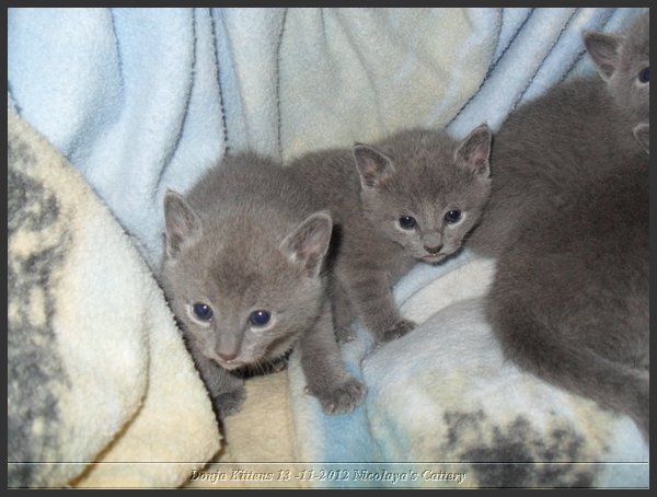 02 - Russisch Blauw Kittens Nicolaya's Cattery.JPG