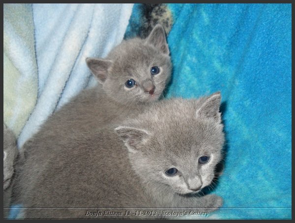 03 - Russisch Blauw Kittens Nicolaya's Cattery.JPG