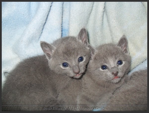 04 - Russisch Blauw Kittens Nicolaya's Cattery.JPG