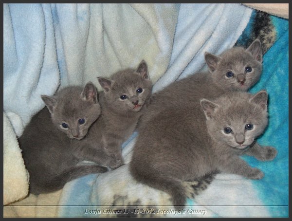 05 - Russisch Blauw Kittens Nicolaya's Cattery.JPG