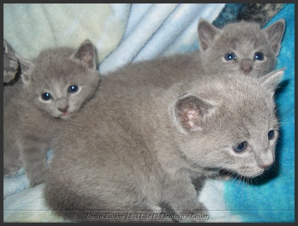 06 - Russisch Blauw Kittens Nicolaya's Cattery.JPG