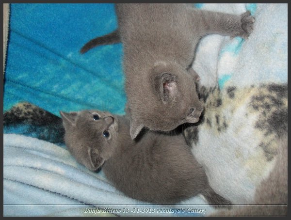 07 - Russisch Blauw Kittens Nicolaya's Cattery.JPG