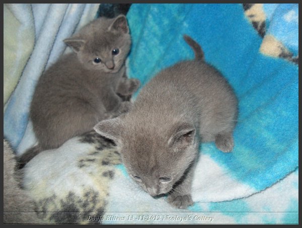 08 - Russisch Blauw Kittens Nicolaya's Cattery.JPG