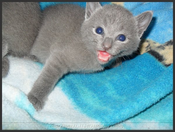 09 - Russisch Blauw Kittens Nicolaya's Cattery.JPG