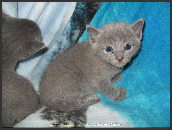 10 - Russisch Blauw Kittens Nicolaya's Cattery.JPG