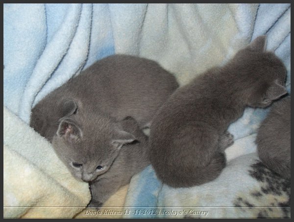 11 - Russisch Blauw Kittens Nicolaya's Cattery.JPG