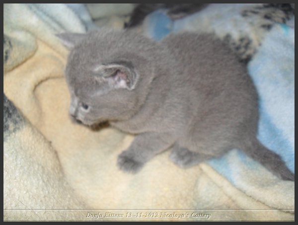 12 - Russisch Blauw Kittens Nicolaya's Cattery.JPG