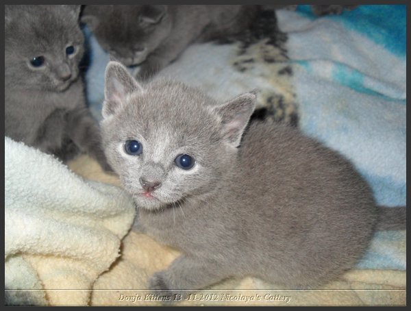 13 - Russisch Blauw Kittens Nicolaya's Cattery.JPG