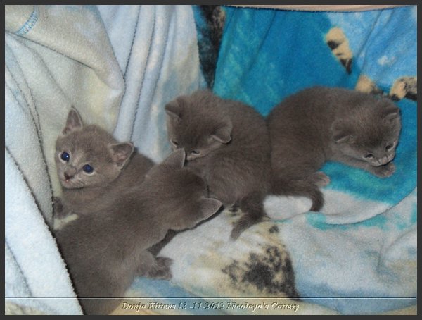 14 - Russisch Blauw Kittens Nicolaya's Cattery.JPG