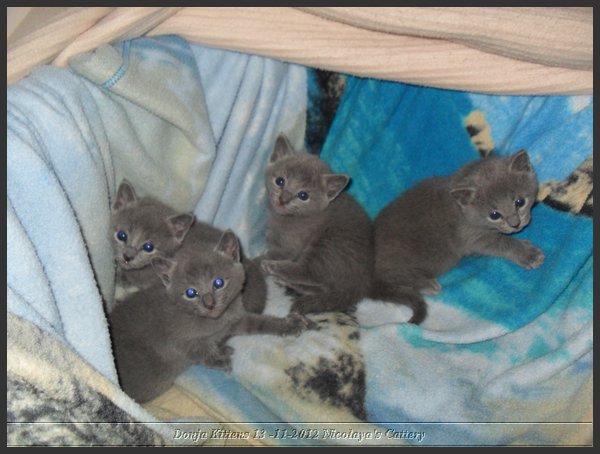 15 - Russisch Blauw Kittens Nicolaya's Cattery.JPG