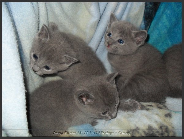 16 - Russisch Blauw Kittens Nicolaya's Cattery.JPG