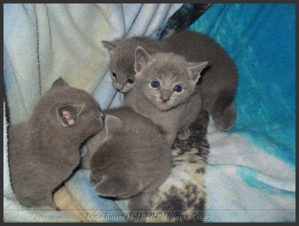 17 - Russisch Blauw Kittens Nicolaya's Cattery.JPG