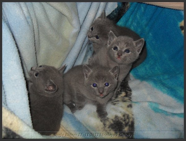 18 - Russisch Blauw Kittens Nicolaya's Cattery.JPG