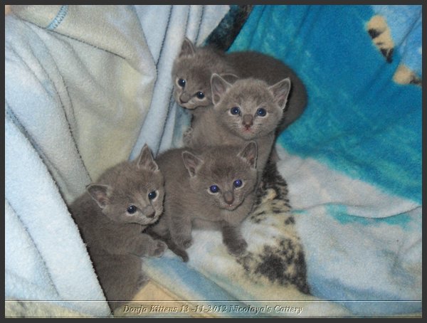 19 - Russisch Blauw Kittens Nicolaya's Cattery.JPG