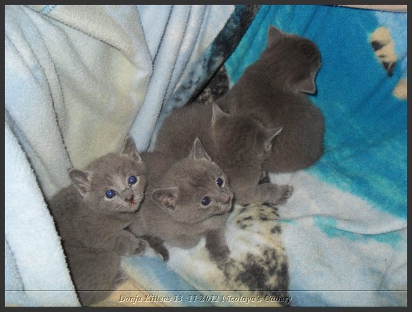 20 - Russisch Blauw Kittens Nicolaya's Cattery.JPG