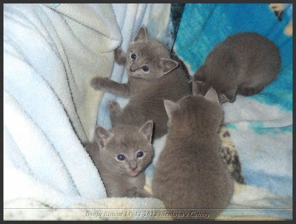 21 - Russisch Blauw Kittens Nicolaya's Cattery.JPG