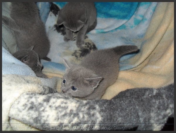 23 - Russisch Blauw Kittens Nicolaya's Cattery.JPG