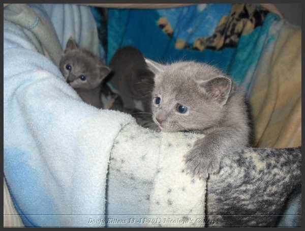 24 - Russisch Blauw Kittens Nicolaya's Cattery.JPG