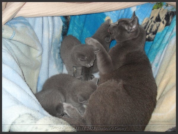 25 - Russisch Blauw Kittens Nicolaya's Cattery.JPG