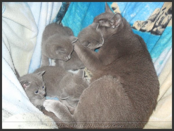 26 - Russisch Blauw Kittens Nicolaya's Cattery.JPG