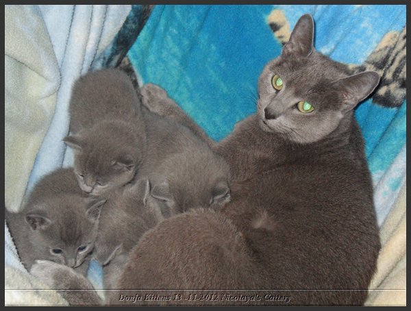 27 - Russisch Blauw Kittens Nicolaya's Cattery.JPG