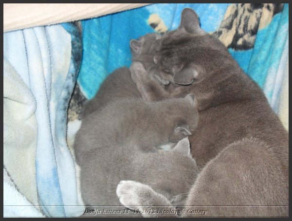 29 - Russisch Blauw Kittens Nicolaya's Cattery.JPG