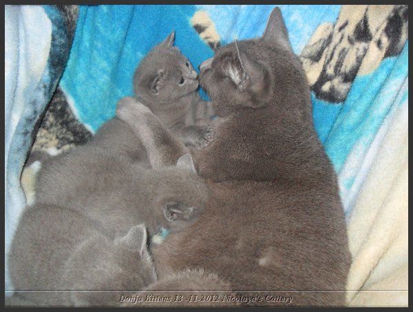 30 - Russisch Blauw Kittens Nicolaya's Cattery.JPG