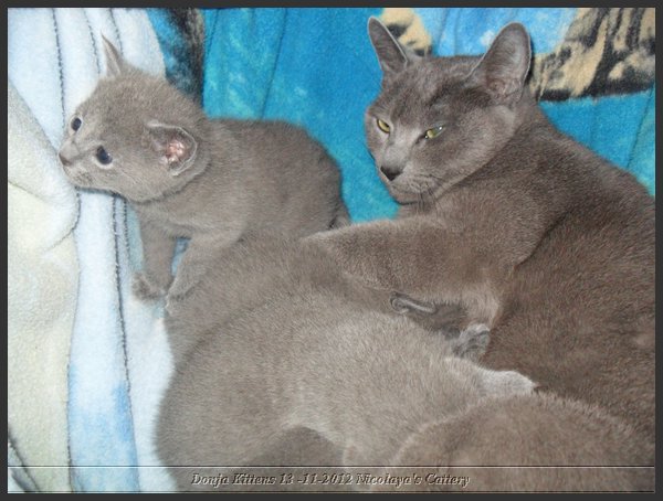 31 - Russisch Blauw Kittens Nicolaya's Cattery.JPG