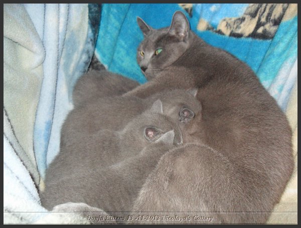 32 - Russisch Blauw Kittens Nicolaya's Cattery.JPG