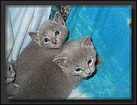 01 - Russisch Blauw Kittens Nicolaya's Cattery.JPG