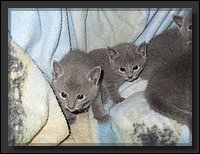 02 - Russisch Blauw Kittens Nicolaya's Cattery.JPG