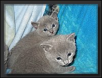 03 - Russisch Blauw Kittens Nicolaya's Cattery.JPG