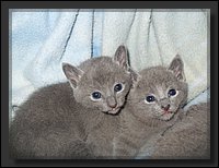 04 - Russisch Blauw Kittens Nicolaya's Cattery.JPG