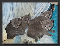 05 - Russisch Blauw Kittens Nicolaya's Cattery.JPG